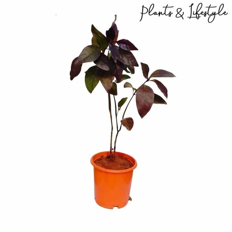 Purple False Eranthemum Plant