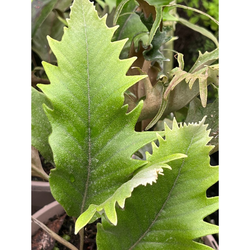 Pyrrosia lingua ‘Hiryu’|2 litre pot|3 Litre