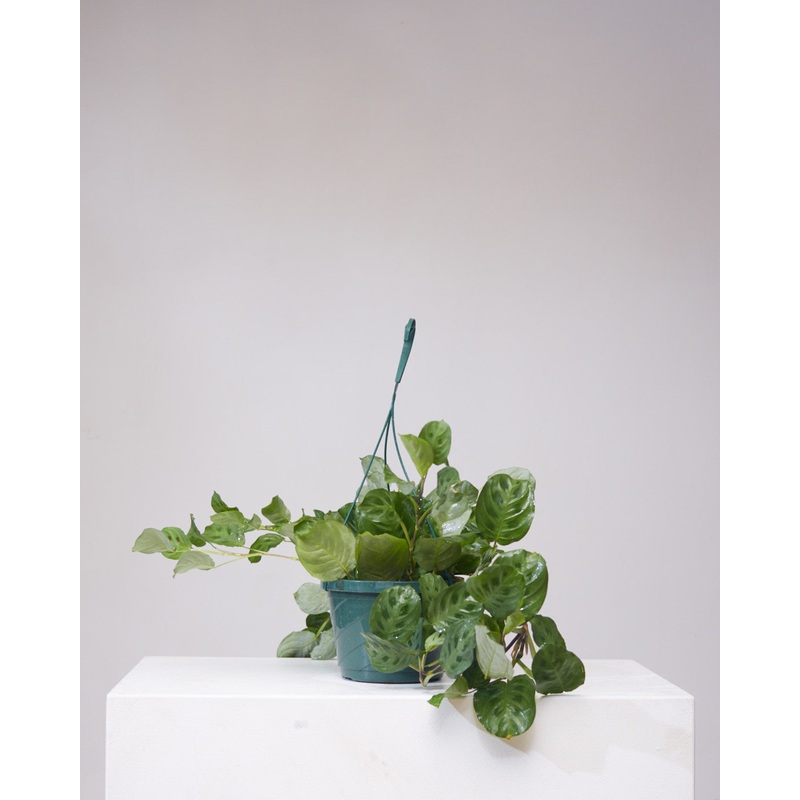 Rabbit Foot Prayer Plant: Maranta leuconeura – 8 inch hanging basket