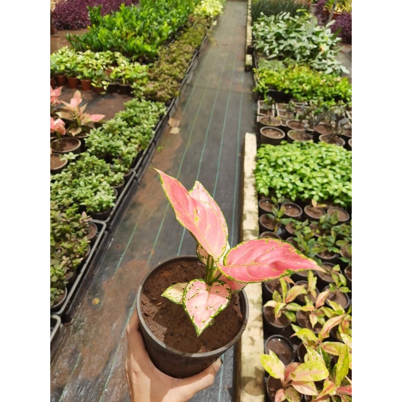 Red Aglaonema Plant