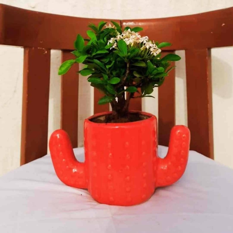 Red Cactus Ceramic Pot
