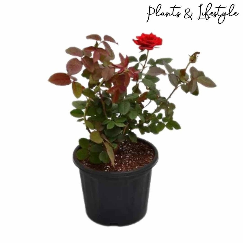 Rose Plant