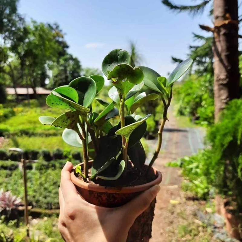 Rubber Plant