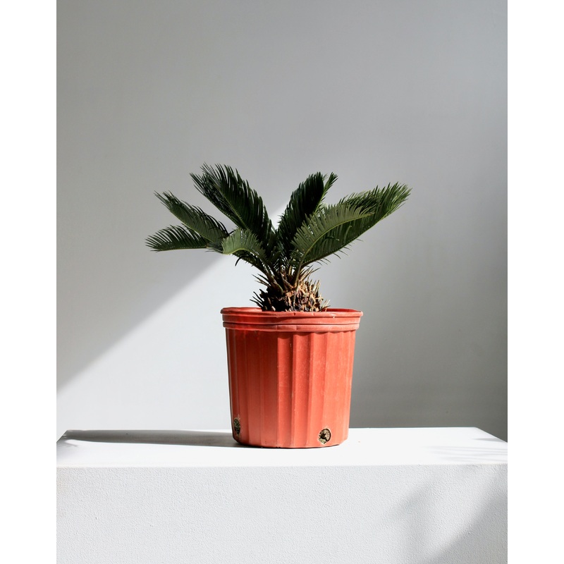 Sago Palm: Cycas revoluta – 10 inch pot