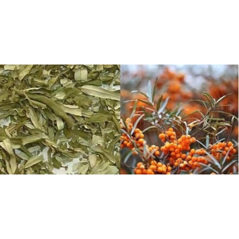 Sea buckthorn- Hippophae rhamnoides tea
