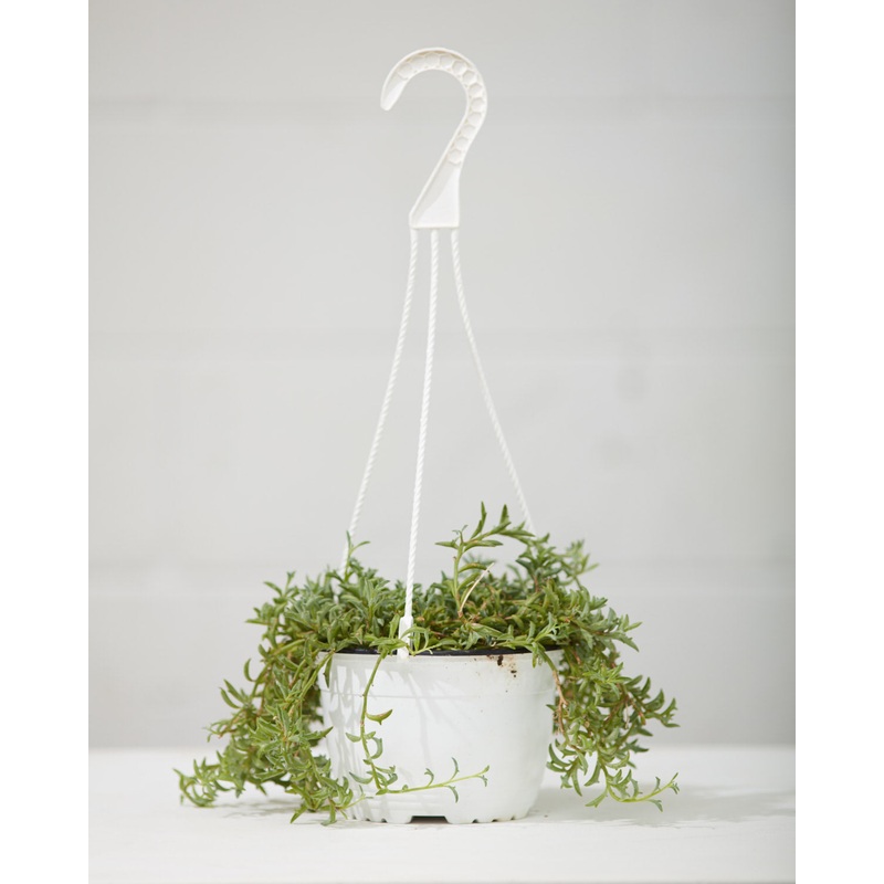 SENECIO ‘STRING OF DOLPHINS’ 6 HANGING BASKET