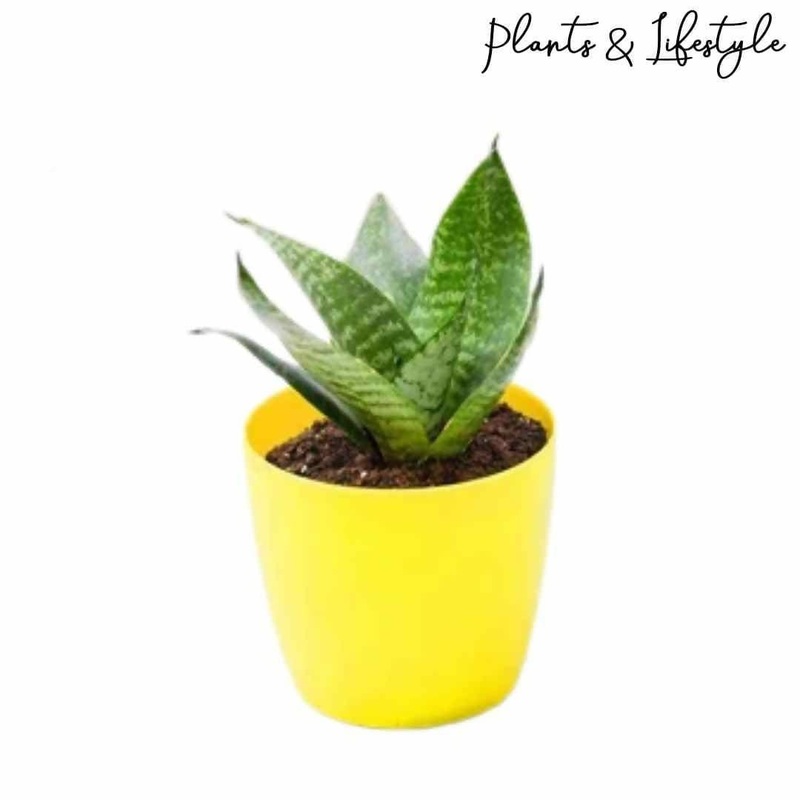 Snake Plant
