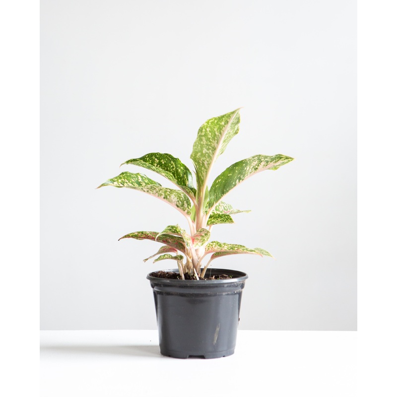 Sparkling Sarah Chinese Evergreen: Aglaonema – 5 inch pot