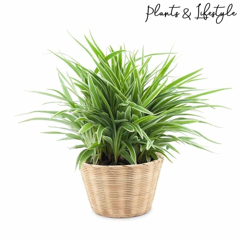 Spider Plant