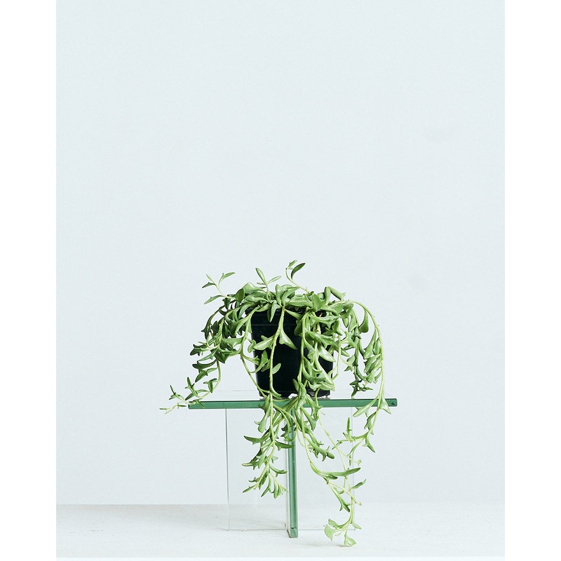 String of Dolphins: Curio rowleyanus – 4 inch pot