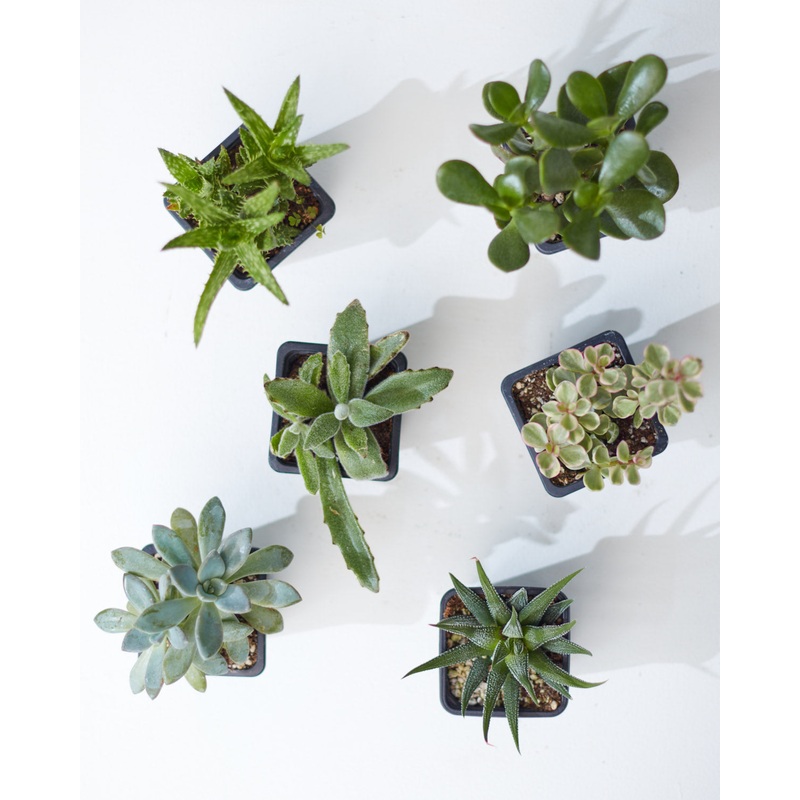 SUCCULENT TRIO – GROWER’S CHOICE 3 Grower Pot