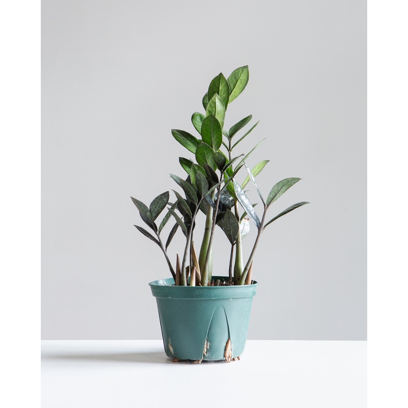 Supernova ZZ Plant: Zamioculcas zamiifolia – 6 inch pot