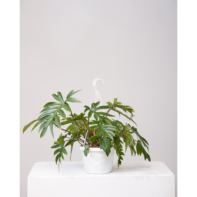 Tahiti: Philodendron – 8 inch hanging basket