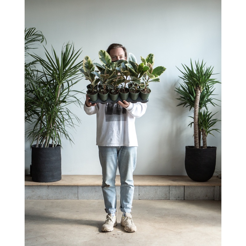 Tineke Rubber Plant: Ficus elastica – 4 inch pot