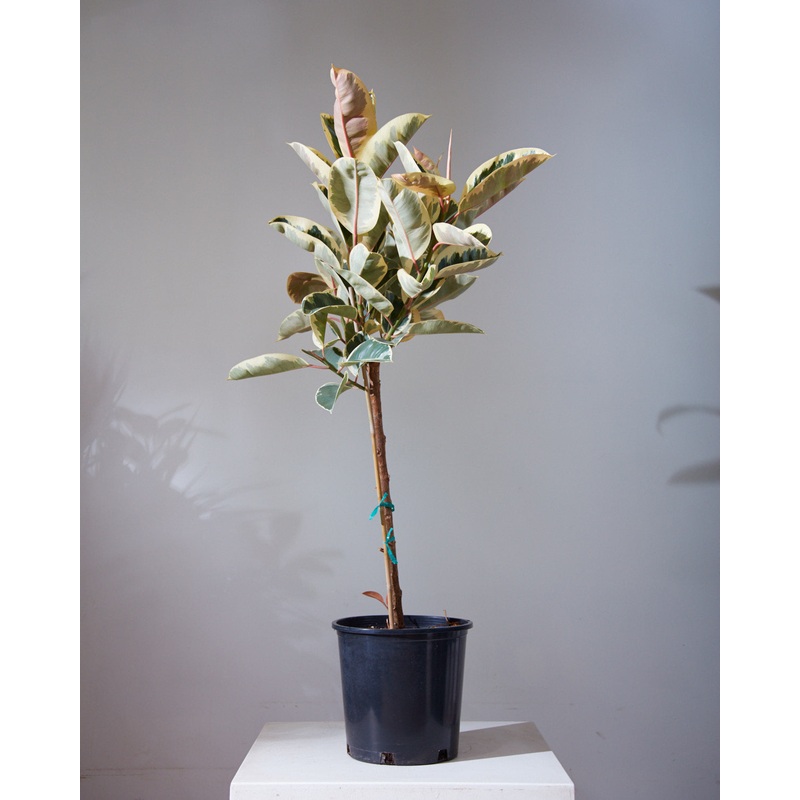 Tineke Rubber Tree: Ficus elastica – 12 inch pot – 5-6 foot tall