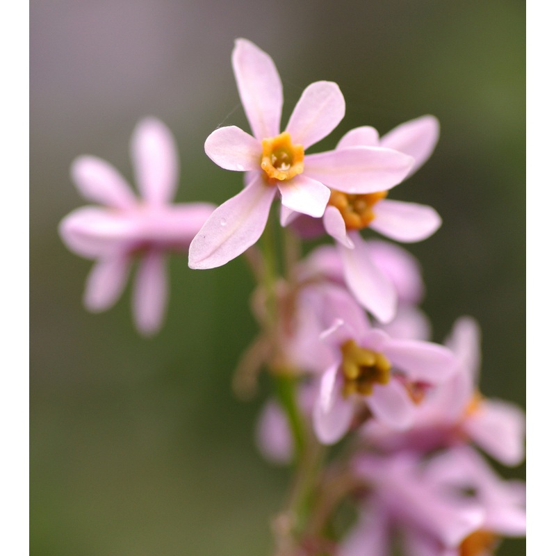 Tulbaghia natalensis|9 cm pot