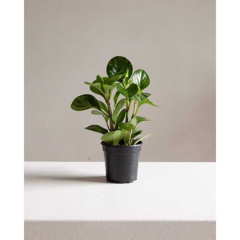 Variegated Baby Rubber Plant: Peperomia obtusifolia ‘Lemon Lime’ – 4 inch pot