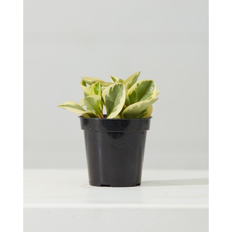 Variegated Baby Rubber Plant: Peperomia obtusifolia ‘Variegata’ – 4 inch pot