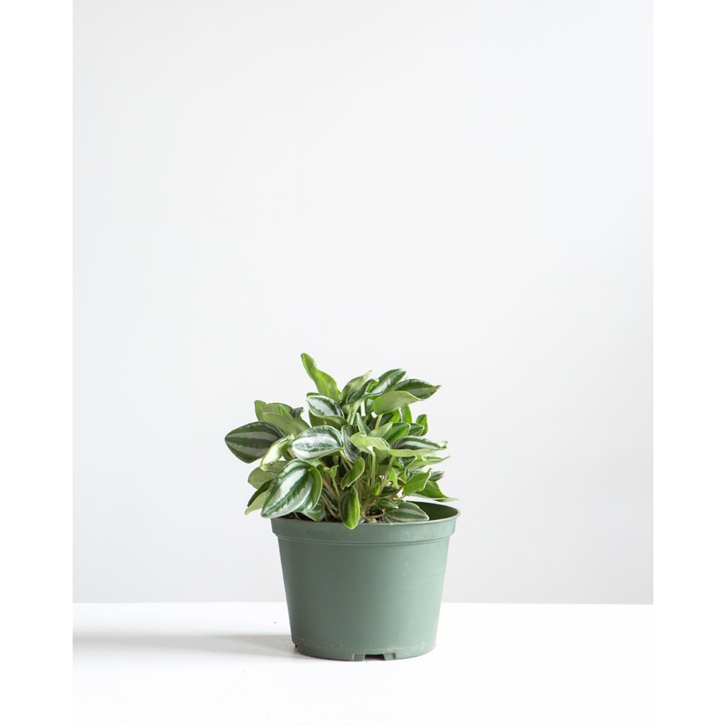 Watermelon Peperomia: Peperomia argyreia – 6 inch pot