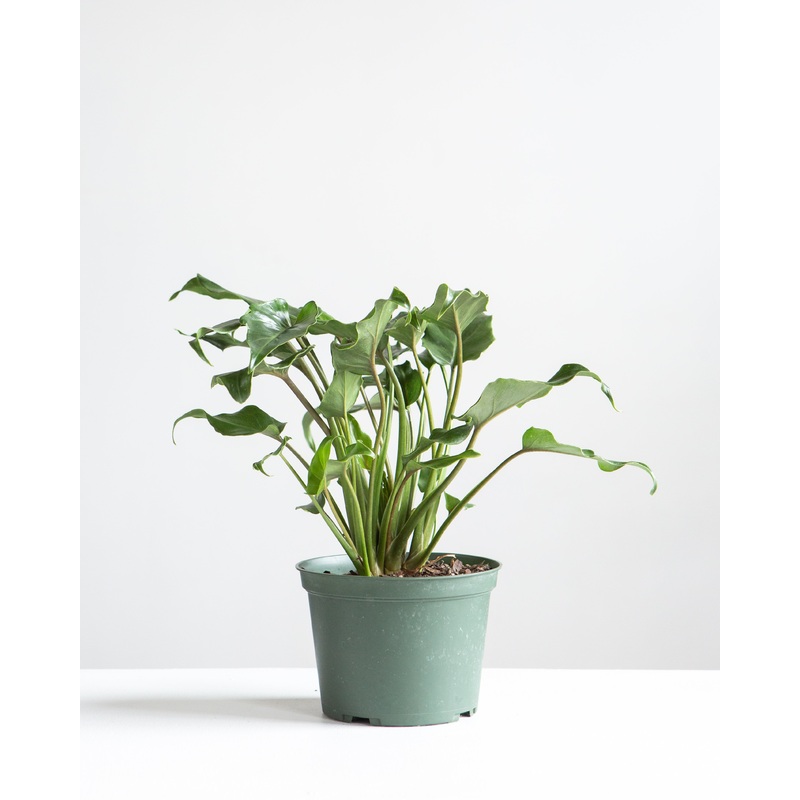 Winterbourn: Philodendron xanadu – 6 inch pot
