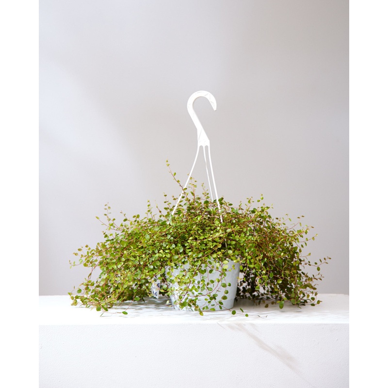 WIRE VINE 8 HANGING BASKET
