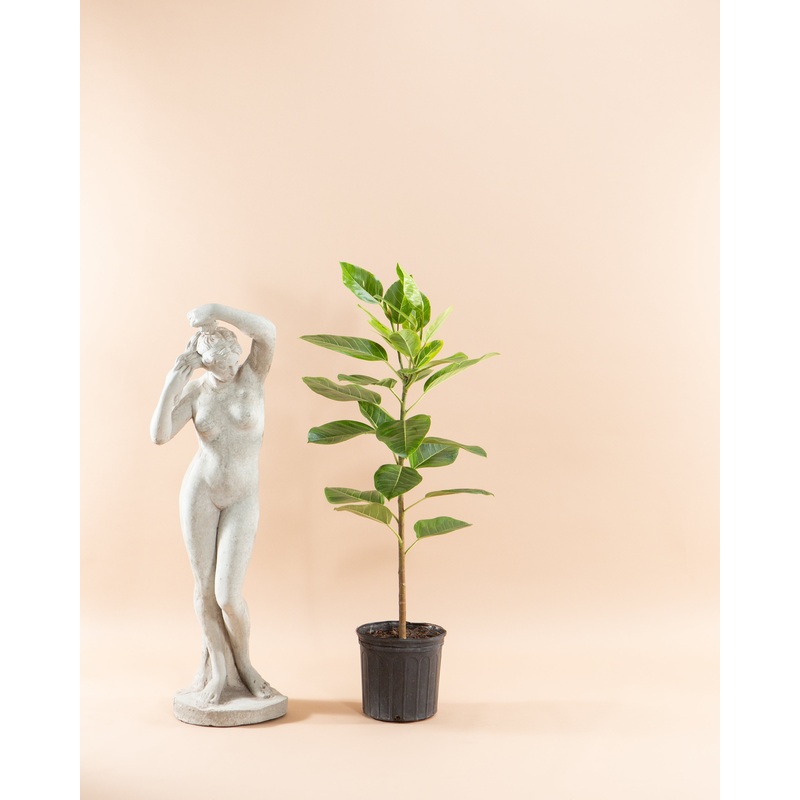 Yellow Gem Fig Column: Ficus altissima – 10 inch pot – 4-5 foot tall