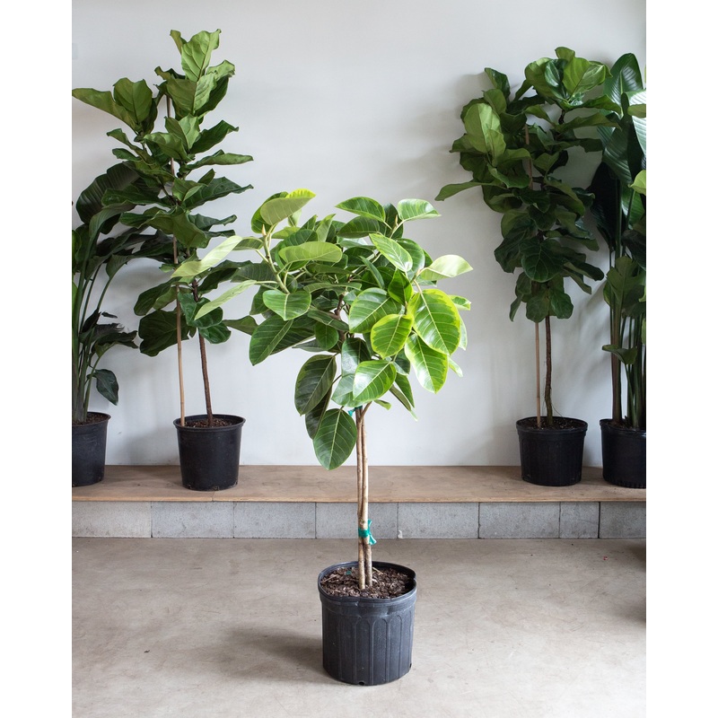 Yellow Gem Fig: Ficus altissima – 14 inch pot – 6.5-7 foot tall
