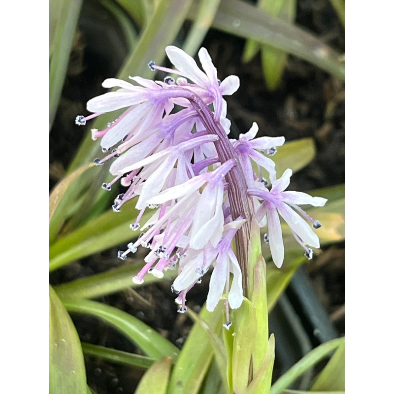 Ypsilandra kansuensis|9 cm pot