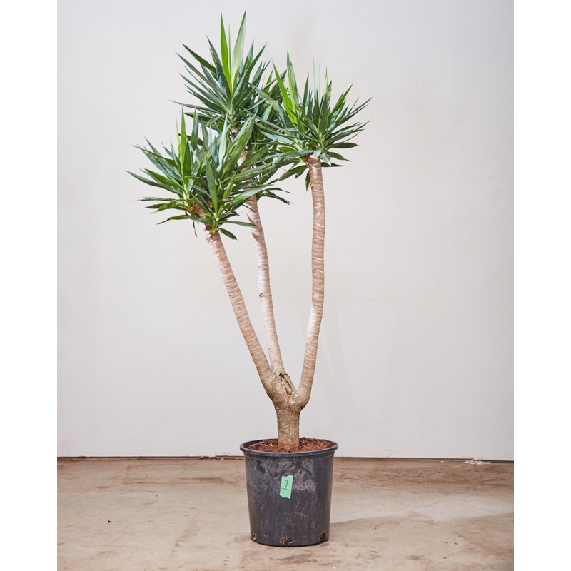 YUCCA ‘WISHBONE’ 14 Inch. Grower Pot (5.5 – 6 ft tall)