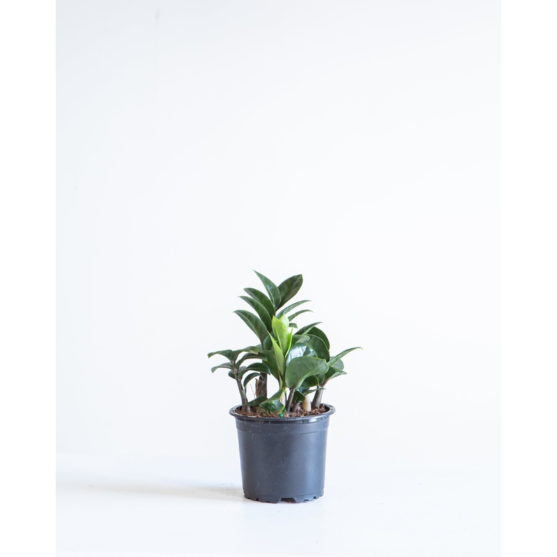 ZZ Plant Compact Leaf: Zamioculcas zamiifolia ‘Zenzi’ – 4 inch pot