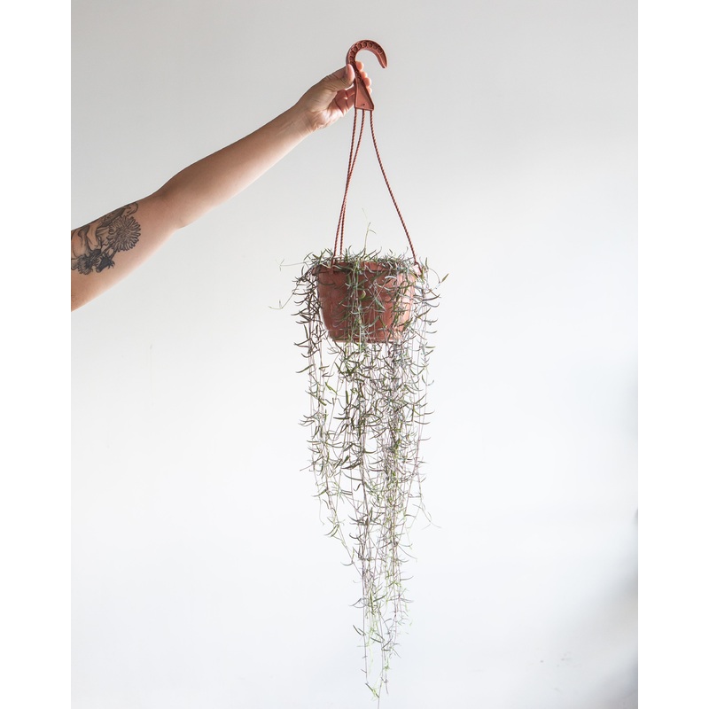 5 HANGING BASKET STRING OF NEEDLES