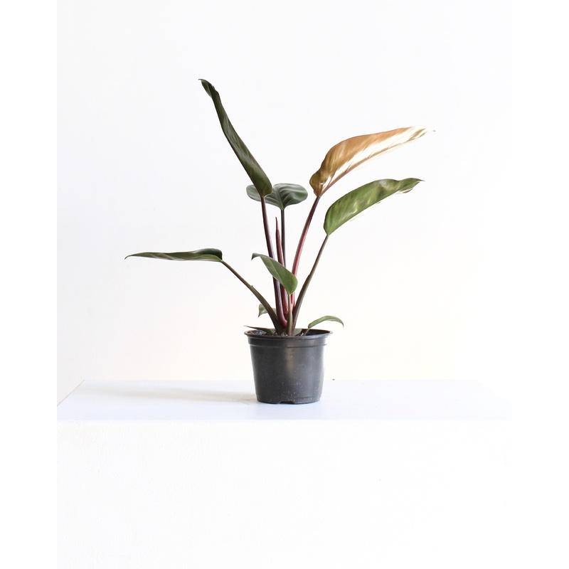 6 PHILODENDRON ‘RED CONGO’ Grower Pot