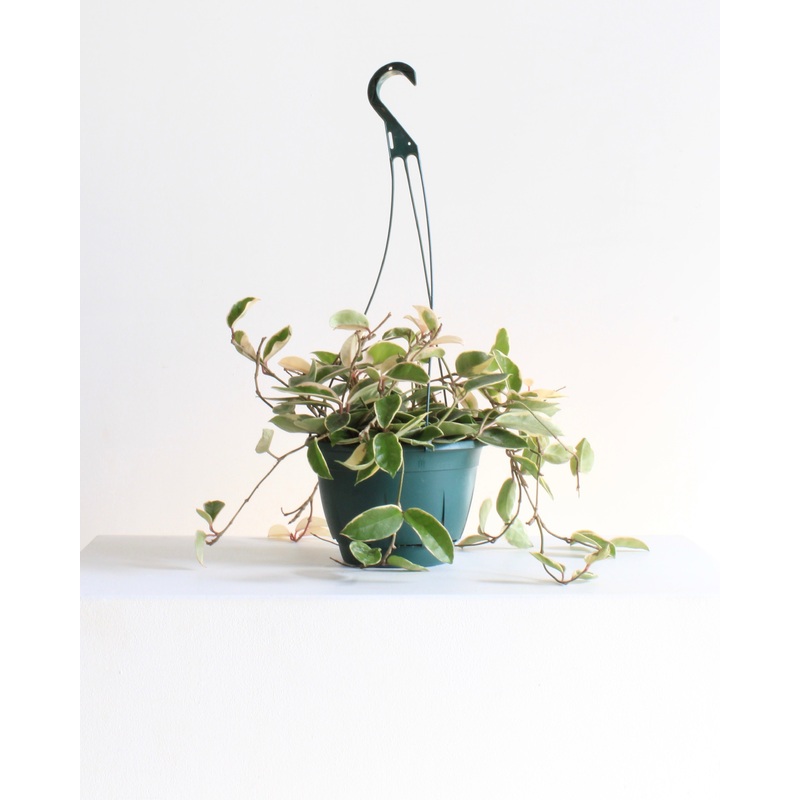 8 HOYA KRIMSON QUEEN HANGING BASKET