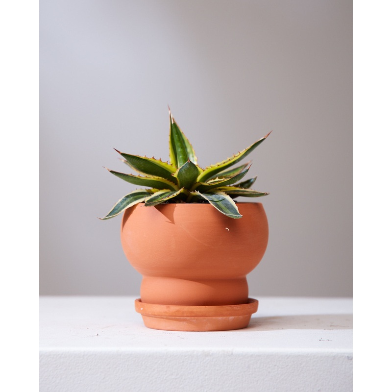 AGAVE AMERICANA ‘MARGINATA’ 3.5 Grower Pot