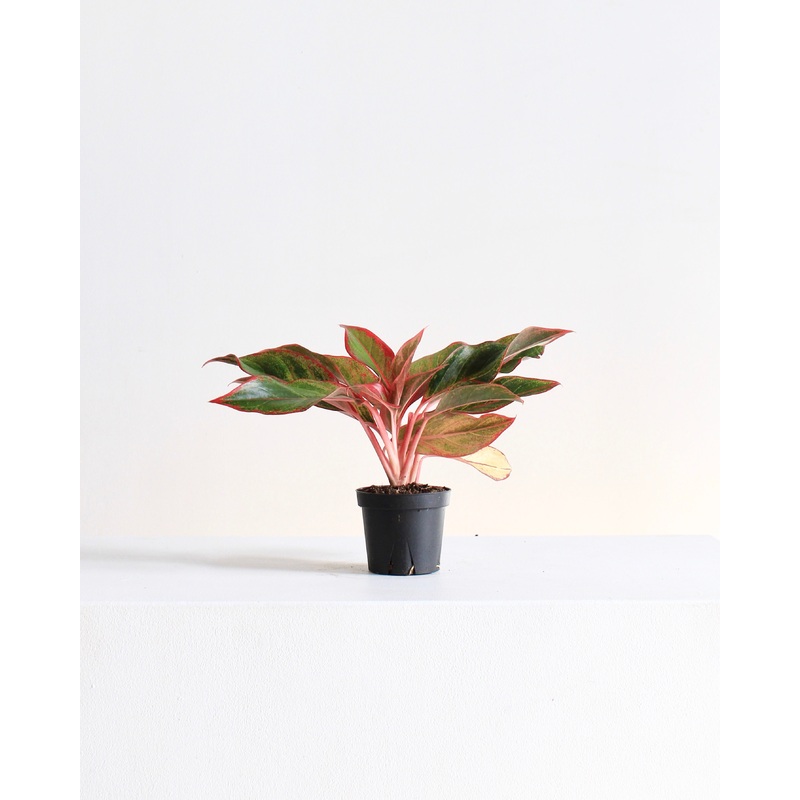 AGLAONEMA ‘RED SIAM’ 4 Grower Pot