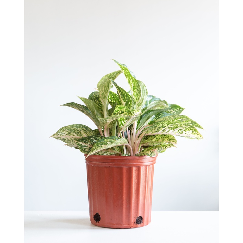 AGLAONEMA ‘SPARKING SARAH’ 10 Grower Pot