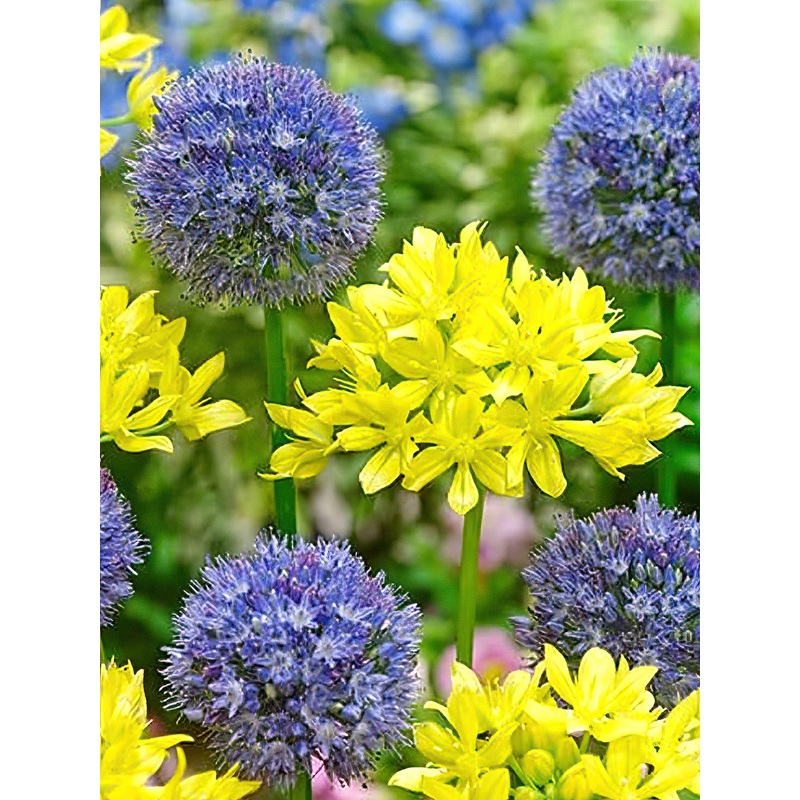 Allium Moly and Allium Azureum Mix