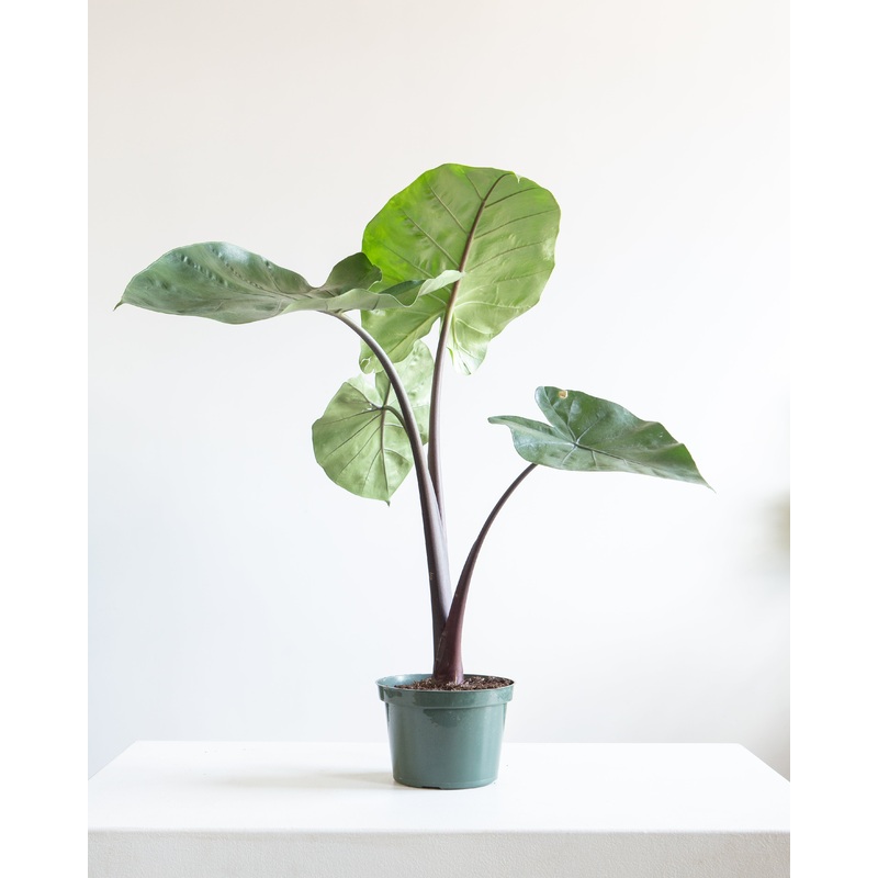 ALOCASIA ‘DARK STAR’ 6 Grower Pot