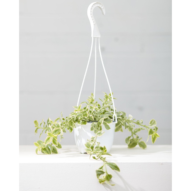APTENIA CORDIFOLIA VARIEGATA ‘BABY SUN ROSE’ 6 HANGING BASKET