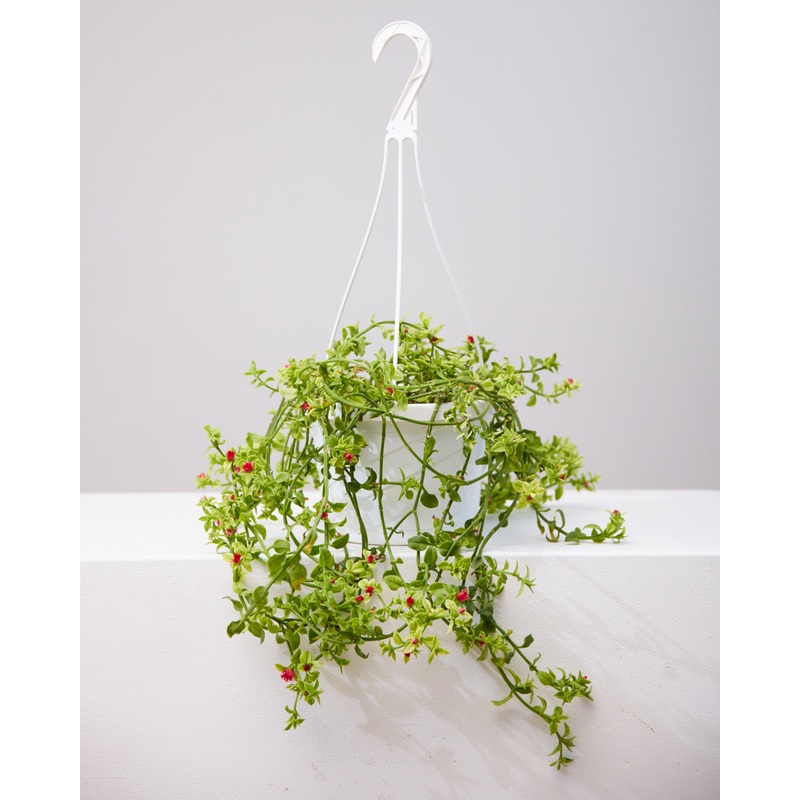 APTENIA CORDIFOLIA VARIEGATA ‘BABY SUN ROSE’ 8 HANGING BASKET