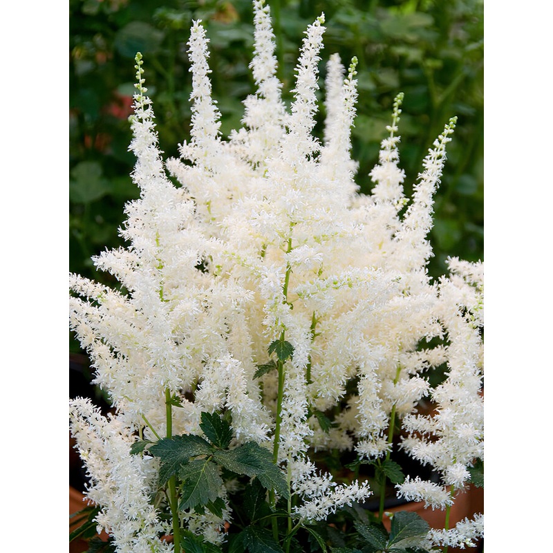 Astilbe Close Harmony|1|3|6