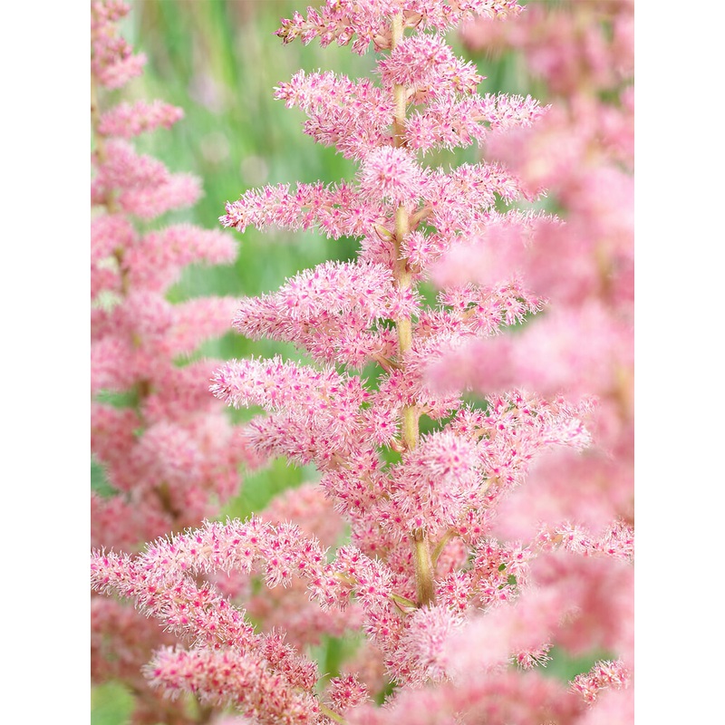 Astilbe Glitter and Glamour|1|3|6