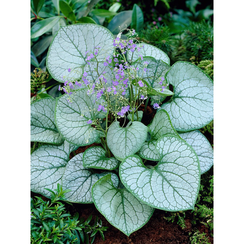 Brunnera Jack Frost|1|3|6