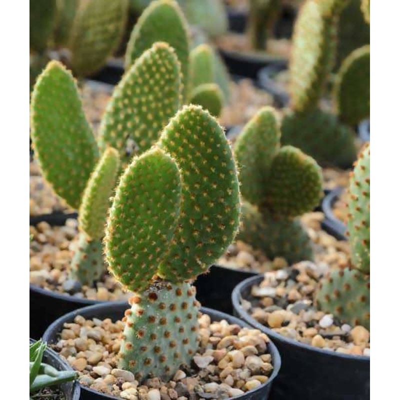 Bunny Ear Cactus