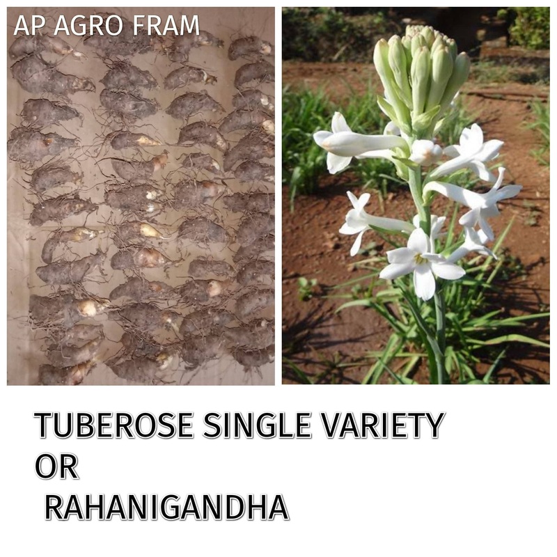 Buy Rajnigandha (Tuberose) Single Petal Bulb