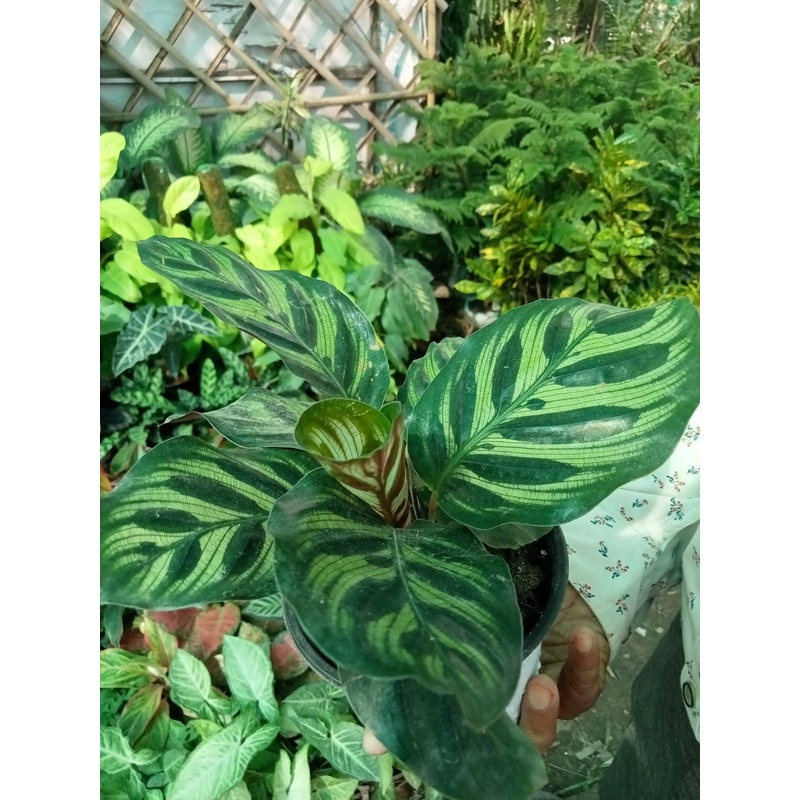 Calathea Makoyana Peacock Plant