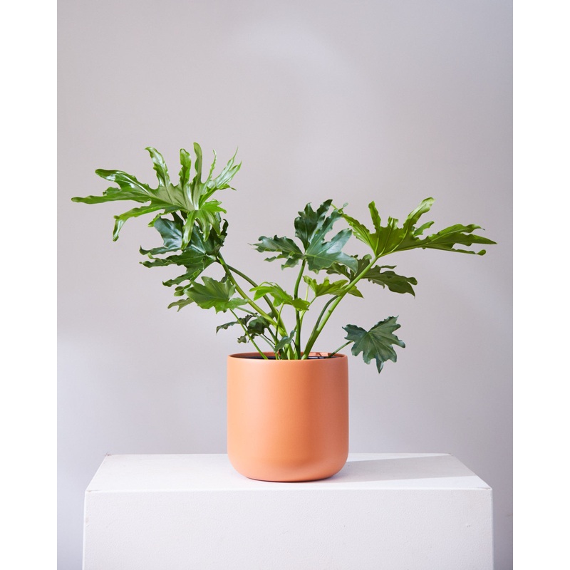 CERAMIC PLANTER Medium 9.5 Inch