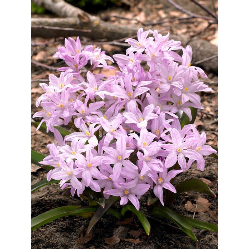 Chionodoxa Lucilea Rose Queen (Glory of the Snow)