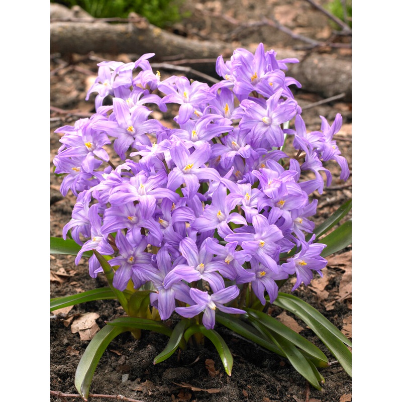 Chionodoxa Lucilea Violet Beauty (Glory of the Snow)