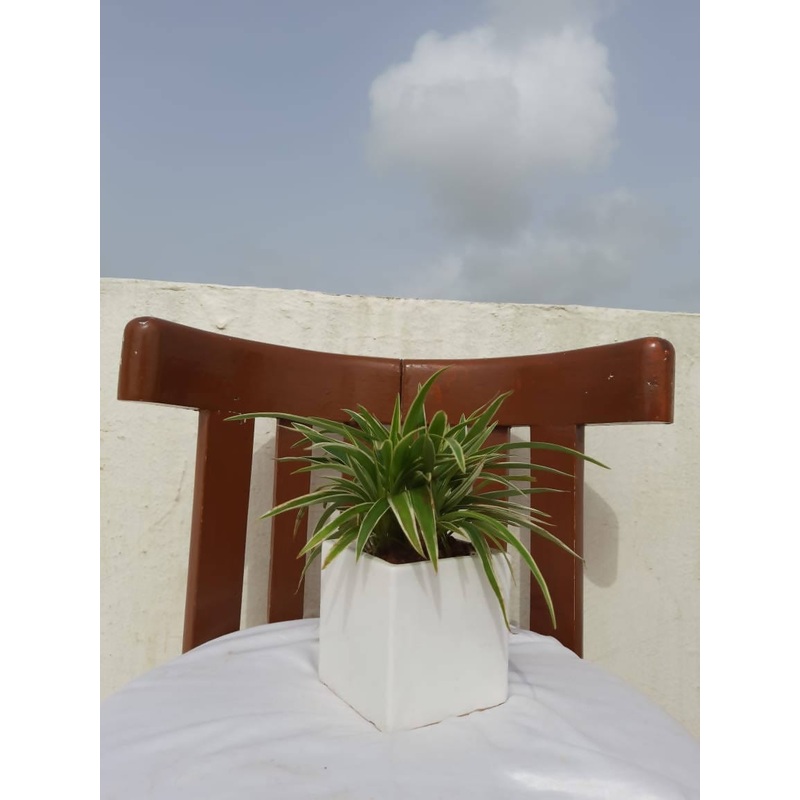 Classic White Square Ceramic Pot